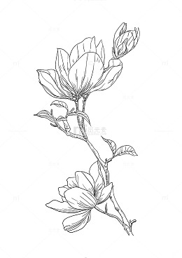 山茶花手绘线稿矢量图