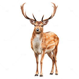 灵动森林之魂映像