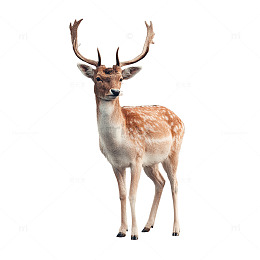 苍茫林海中的雄伟鹿影