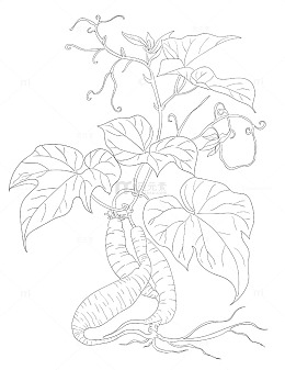 葛根插画线条画手绘线稿矢量图