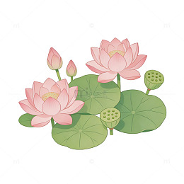 卡通荷花荷叶插画