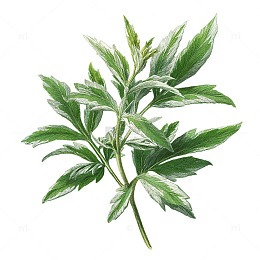 艾草繁茂的生命律动