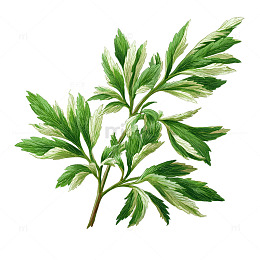 艾草的翠绿奇迹