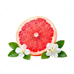 清新柚子花水果插画素材