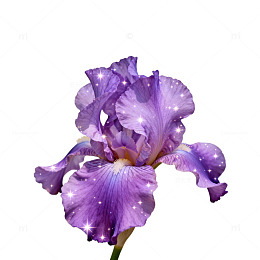 梦幻紫鸢尾花图片