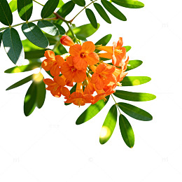 清新绿叶橙花片