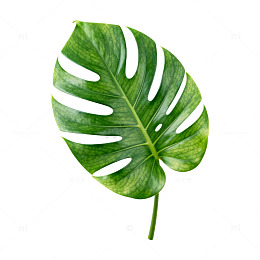绿色植物叶片特写