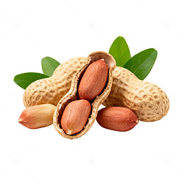 花生特写插画设计素材