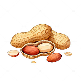 手绘花生插画