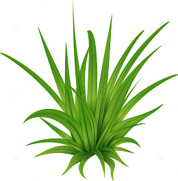 绿色植物插画