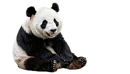 大熊猫坐姿可爱图片