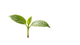 嫩绿幼苗叶片滴水图片