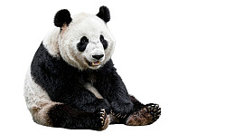 大熊猫静坐姿态图片