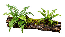 苔藓覆盖的树干上生长着蕨类植物