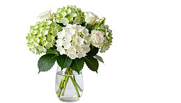 绿白相间绣球花与玫瑰