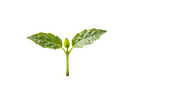 嫩绿幼苗在白色背景上