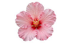 粉色芙蓉花特写图片