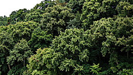 茂密森林俯瞰图图片