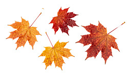 四片秋日枫叶静置于白底之上