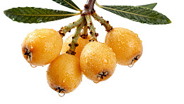 新鲜枇杷挂枝头图片