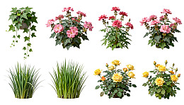 八种花卉植物的静态展示