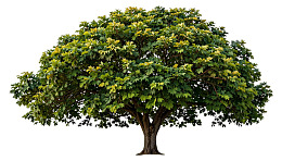 一棵枝繁叶茂的绿树图片