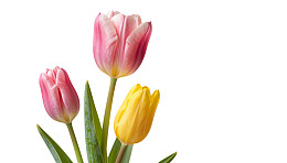 三朵色彩鲜艳的郁金香