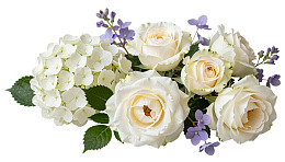 白色玫瑰与绣球花束图片