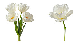 白色郁金香花束与单朵对比