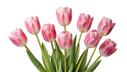 粉色郁金香花束图片