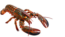 一只色彩鲜艳的龙虾特写
