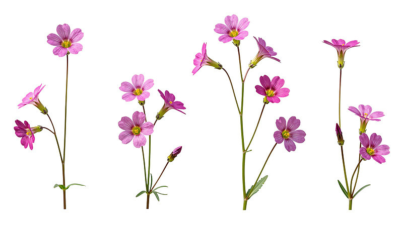 五株粉色花朵的优雅静物