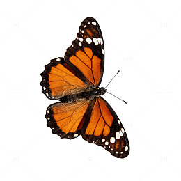 橙黑相间帝王蝴蝶