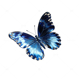 深邃金属蓝闪蝴蝶