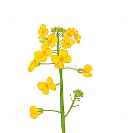 春天油菜花写实手绘元素