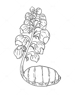 天麻手绘线稿矢量图