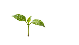 白色背景上的绿色幼苗