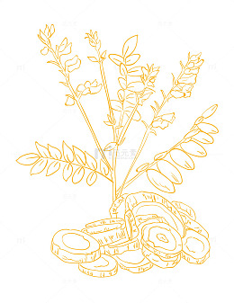 黄芪中药材汤材线条画手绘线稿矢量图