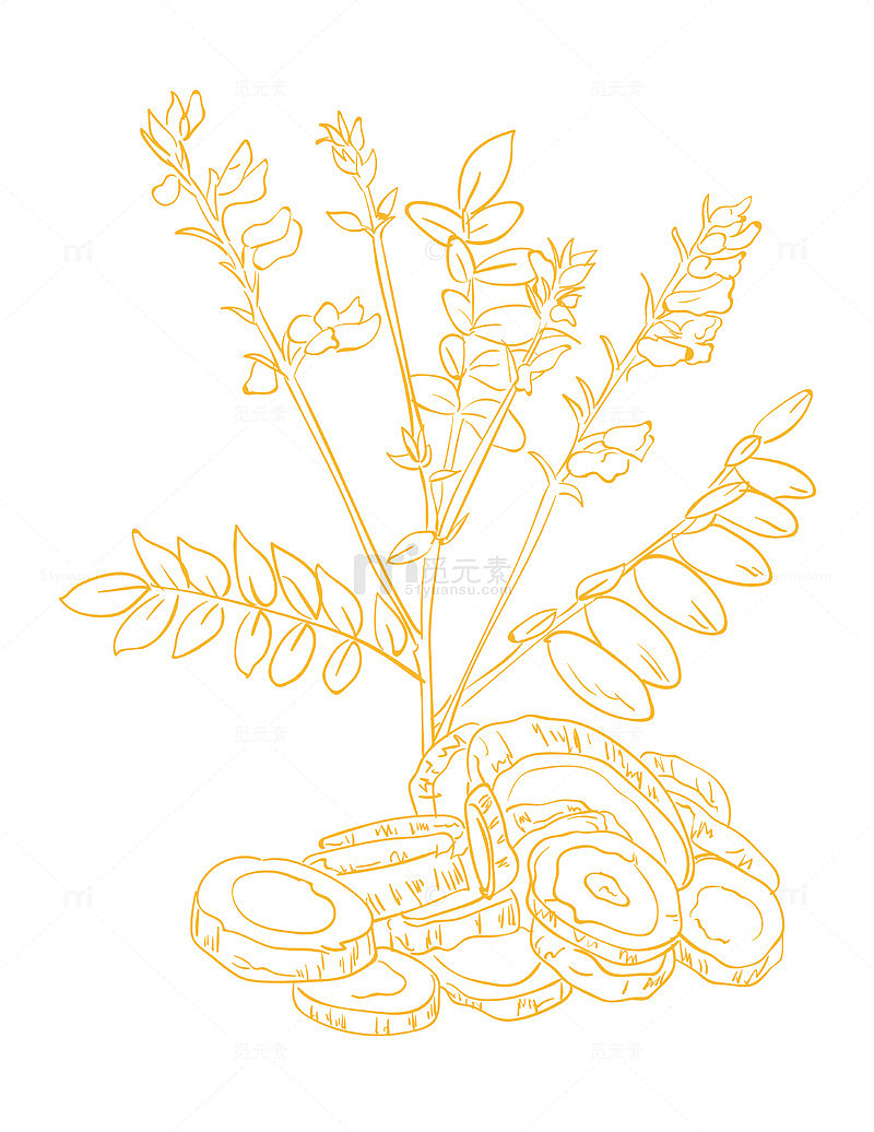 黄芪中药材汤材线条画手绘线稿矢量图