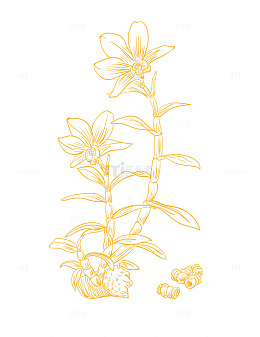 石斛花根提取物线稿矢量图