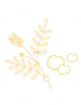 黄芪中药材手绘线条画矢量图