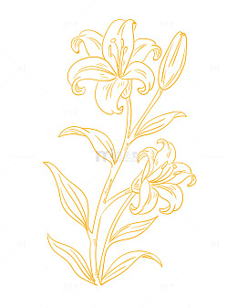 百合花线条画矢量图手绘