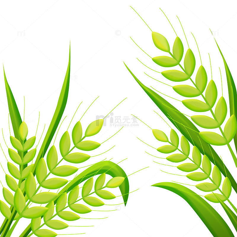 小清新麦穗插画