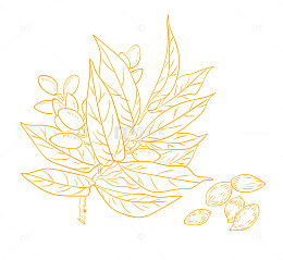 胖大海药材植物手绘线稿图