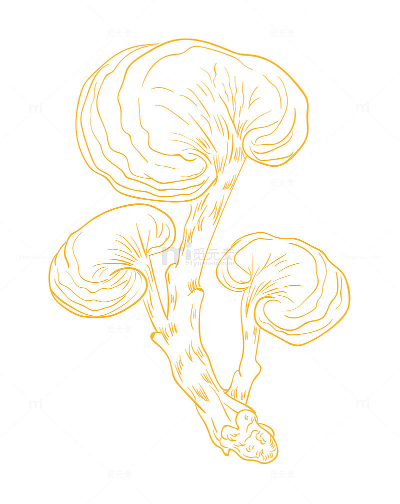 灵芝手绘线稿矢量图