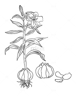 百合花提取物手绘线条画