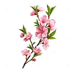 桃花春意绽放诗画