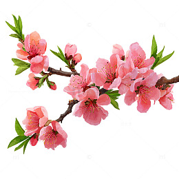 桃花盛开春天画卷