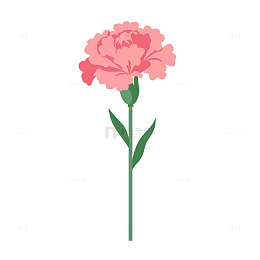 粉色康乃馨的梦幻花海