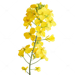 金色海洋中绽放的油菜花海